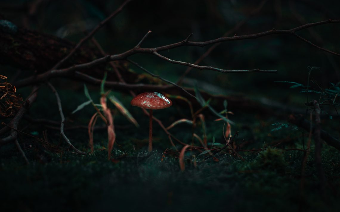 red mushroom beside grass