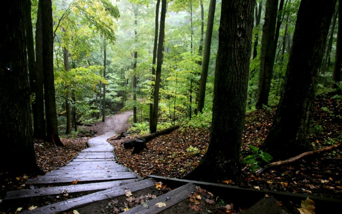 Wooden steps descending a hillside away from the viewer, heading from a dimly lit forest to lush greenery.