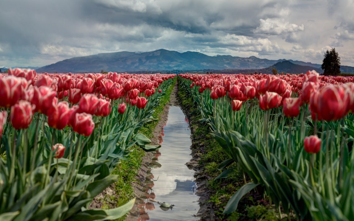 pathway between red tulip flower field