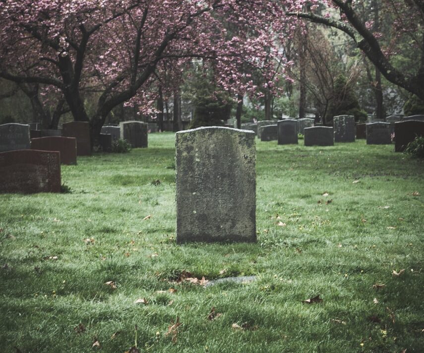 pink cherry blossom tree on green grass field with an old faded headstone in the centre